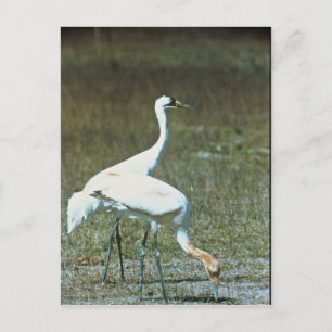 Whooping Cranes Postcard