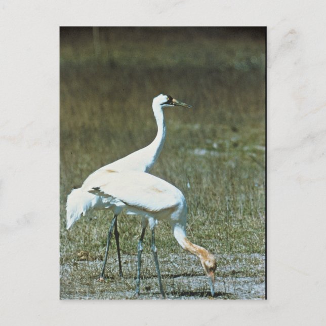 Whooping Cranes Postcard (Front)