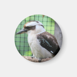 Who're calling a Kook Magnet