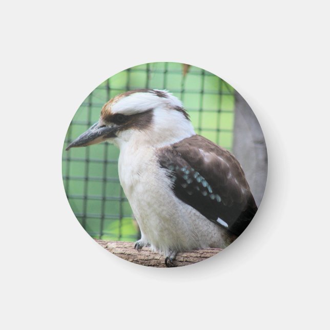 Who're calling a Kook Magnet (Front)