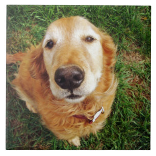 Who's a Good Boy? Ceramic Tile