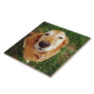 Who's a Good Boy? Ceramic Tile