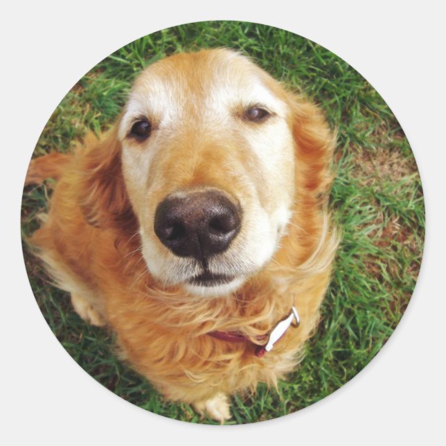 Who's a Good Boy? Classic Round Sticker (Front)