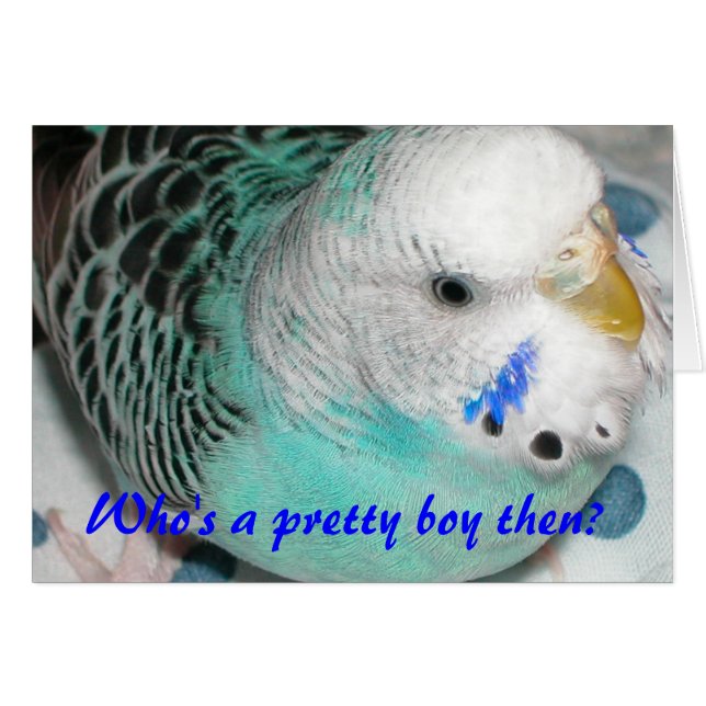 Who's a pretty boy then? (Front Horizontal)