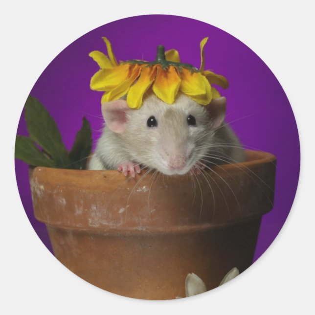 who's been in the flowers? classic round sticker (Front)