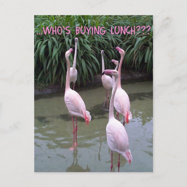 Who's buying lunch? postcard (Front)