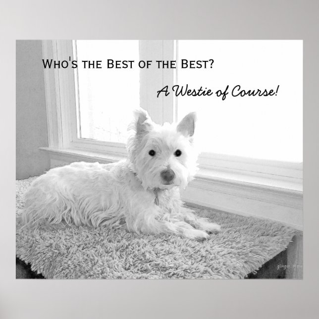 Who's the Best of the Best? A Westie of Course! Poster (Front)