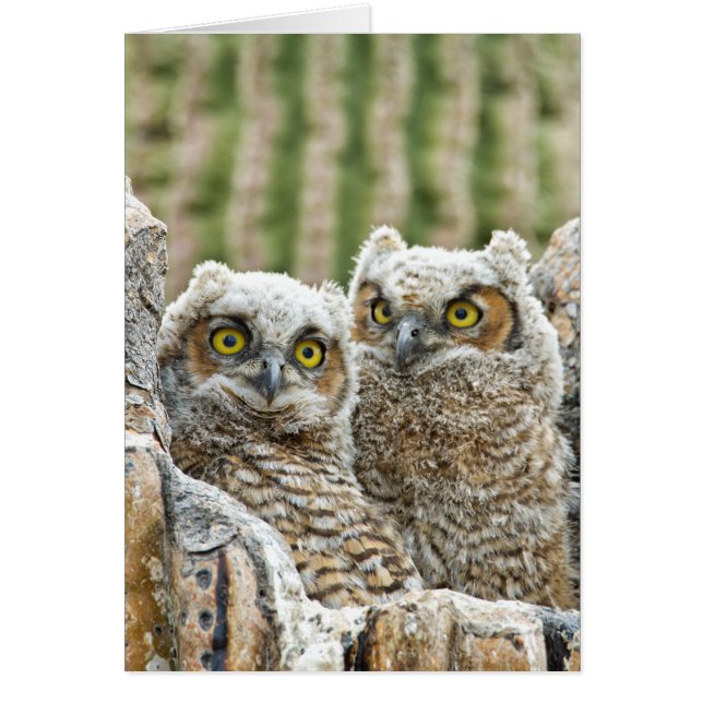 Who's there, Pair of Owl's (Front)