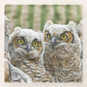 Who's there, Pair of Owl's Glass Coaster