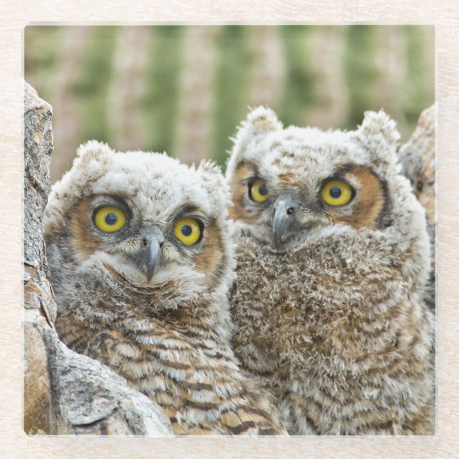 Who's there, Pair of Owl's Glass Coaster (Front)