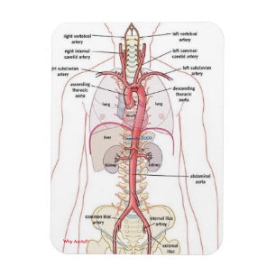 WHY AORTA!! Magnets