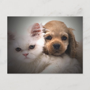 Why Can't We Be Friends Postcard