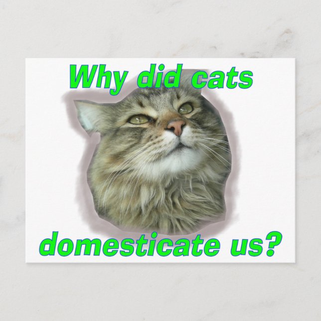 Why did cats domesticate us? postcard (Front)