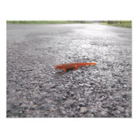 Why did the salamander cross the road?