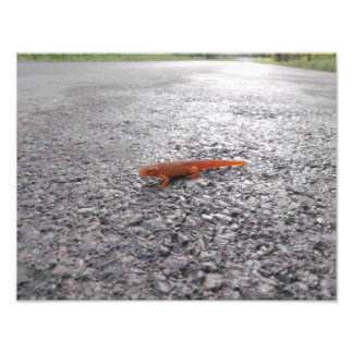Why did the salamander cross the road? photo print
