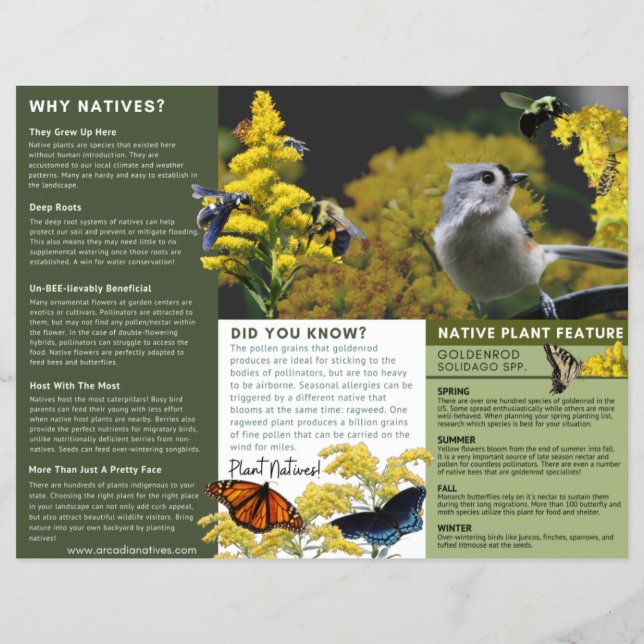 Why Plant Natives Goldenrod Green Theme Flyer (Back)