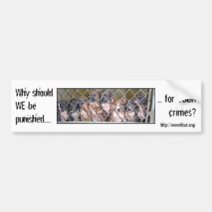 Why punish the Dogs? Bumper Sticker