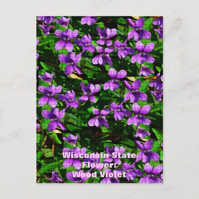 WI State Flower Wood Violet Mosaic Pattern Postcard (Front)