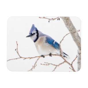 Wichita County, Texas. Blue Jay Magnet