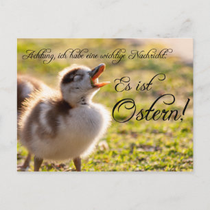 Wichtige Nachricht vom Küken: Es ist Ostern! Postcard