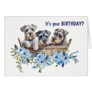 Wicker Basket of Schnauzer Dog Puppies Birthday