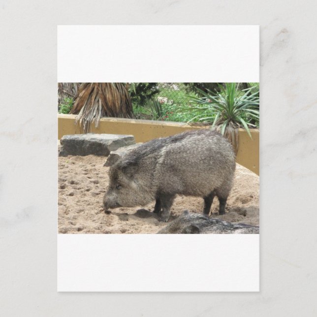 WID PIG POSTCARD (Front)