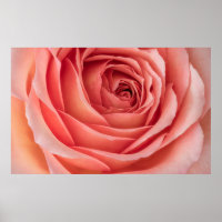 wide open orange pink rose blossom inner heart mac