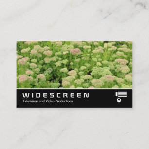 Widescreen 0424 - Sedum (Autumn Joy) Business Card