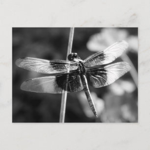 Widow Skimmer Dragonfly Black & White Photography Postcard