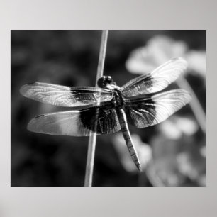 Widow Skimmer Dragonfly Black & White Photography Poster