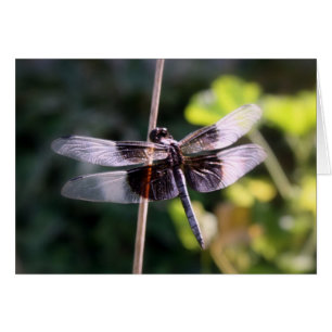 Widow Skimmer Dragonfly Photography