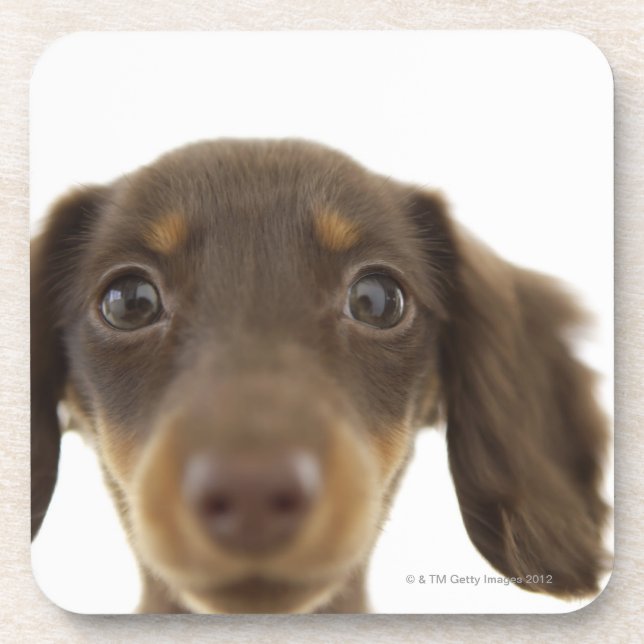 Wiener Dog (brown) 2 Coaster (Front)