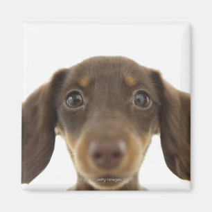 Wiener Dog (brown) 2 Magnet