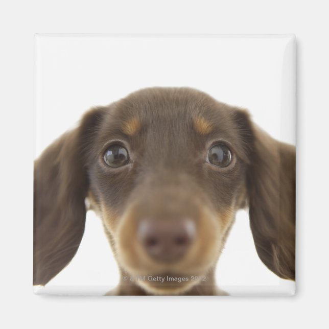 Wiener Dog (brown) 2 Magnet (Front)