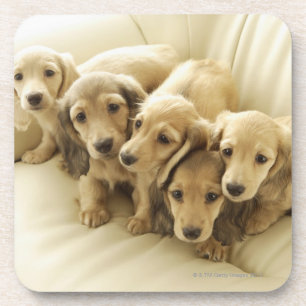 Wiener puppies coaster