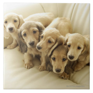 Wiener Puppies Tile