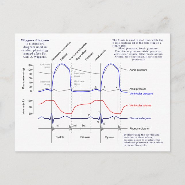 Wiggers Diagram Postcard (Front)