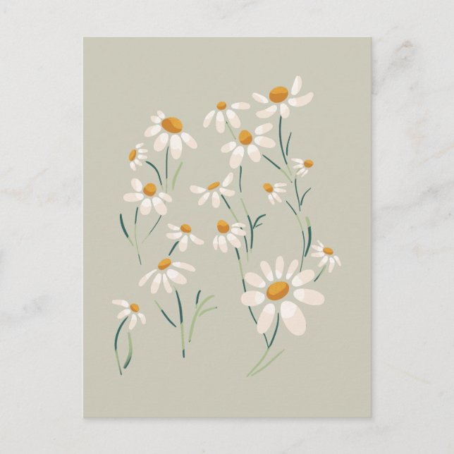 Wild Aesthetic Chamomile Camomile Delicate Flowers Holiday Postcard (Front)