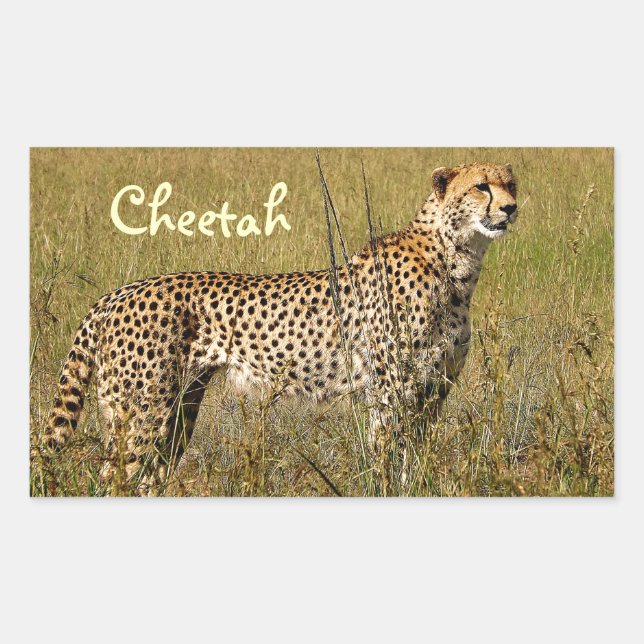 Wild African Cheetah in Savannah Grasses Rectangular Sticker (Front)