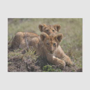 Wild African Lion Cubs  Tissue Paper
