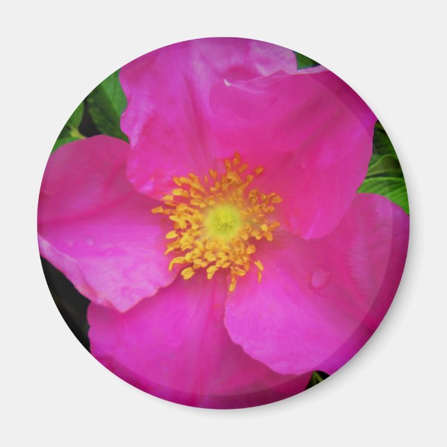 Wild Alberta Rose Canada Bright Pink Flower Magnet (Front)