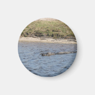 Wild Alligator at Riverbank Photo Magnet