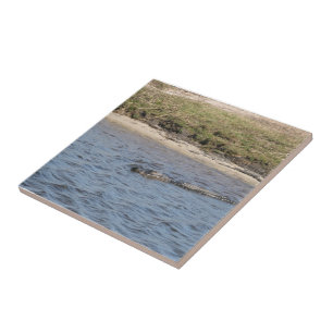 Wild Alligator Wildlife at Riverbank  Tile