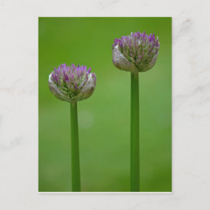 Wild Allium Flowers Postcard