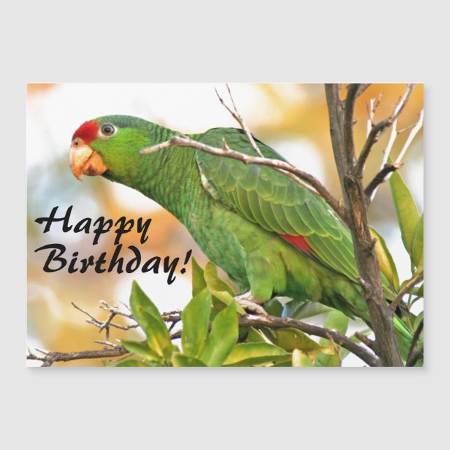 Wild Amazon Parrot Bird Magnetic Birthday Card (Front)