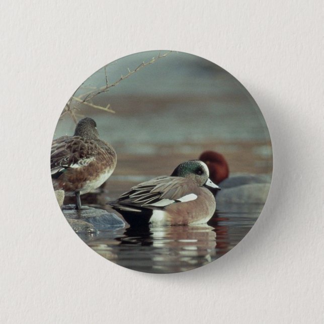 wild american wigeon duck button (Front)