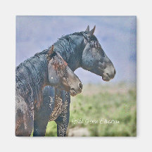 Wild and Free, Magnet