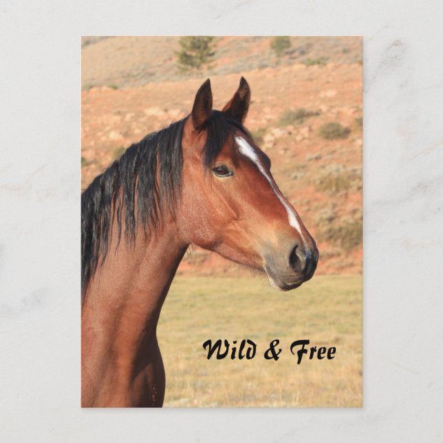 Wild and Free Mustang Postcard (Front)