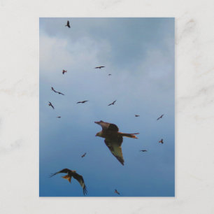WILD AND FREE POSTCARD