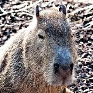 WILD ANIMAL CAPYBARA PLAYING CARDS